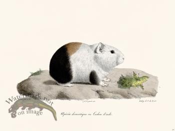 Cuvier 281 Guinea Pig